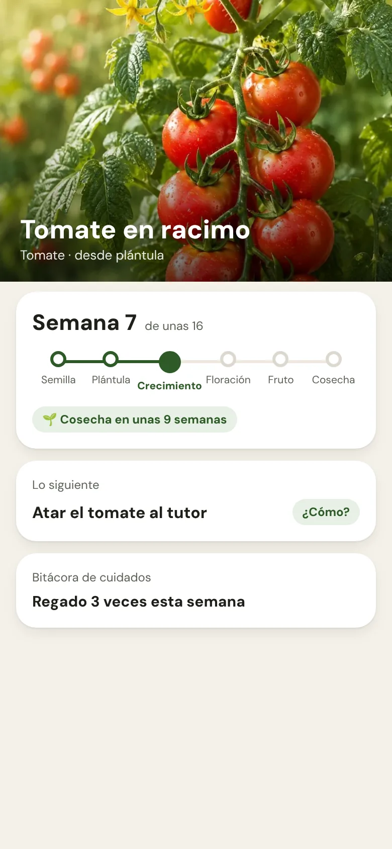 Pantalla de planta de Cropanion: un tomate en racimo en la semana 7