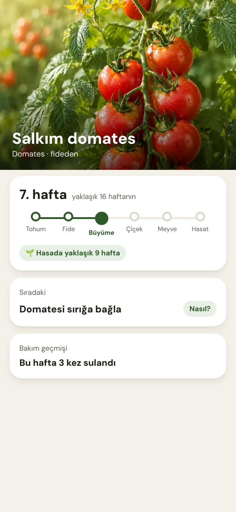 Cropanion bitki ekranı: büyümesinin 7. haftasında salkım domates