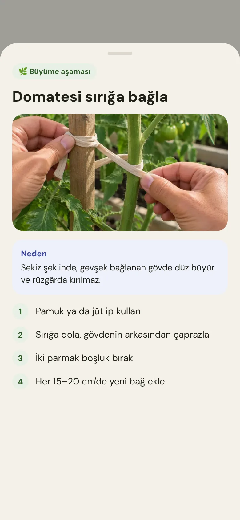 Domatesi sırığa bağlamak için adım adım anlatım